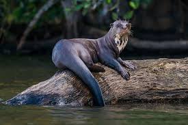 The Giant Otter