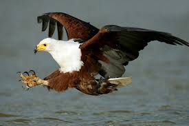 The African Fish Eagle