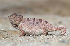 The Namaqua Chameleon