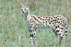 Serval Cat